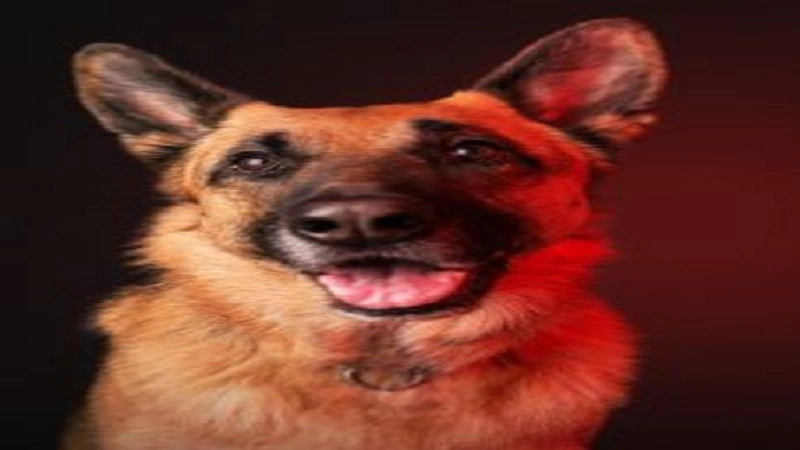 What Is Собаки Слот AcademiyaOkon? A Complete Guide to the World of Smart and Happy Dogs